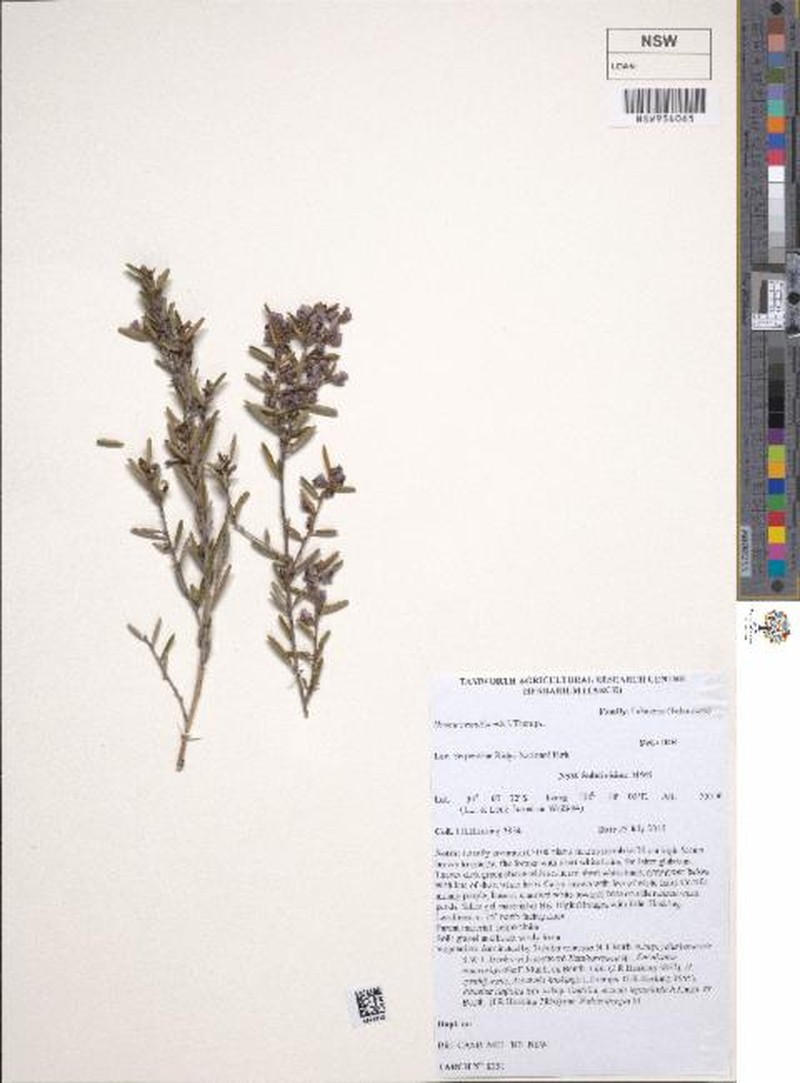Hovea cymbiformis