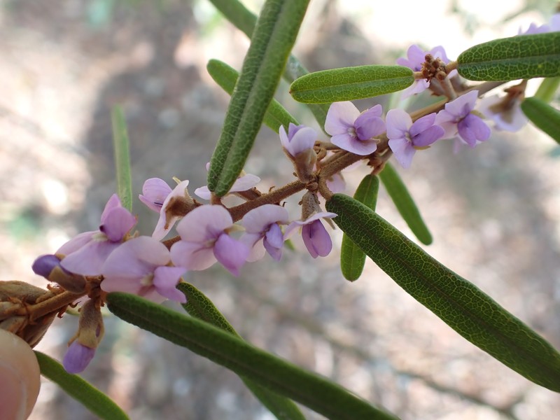 Hovea densivellosa