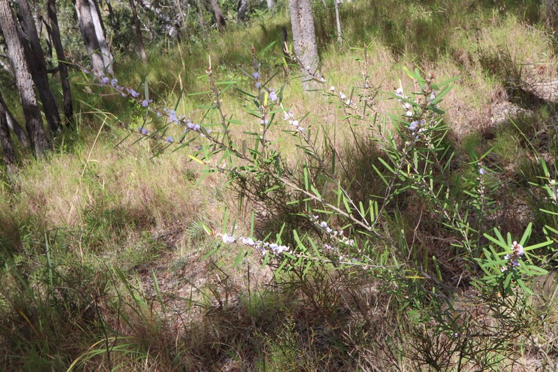 Hovea densivellosa photo 2