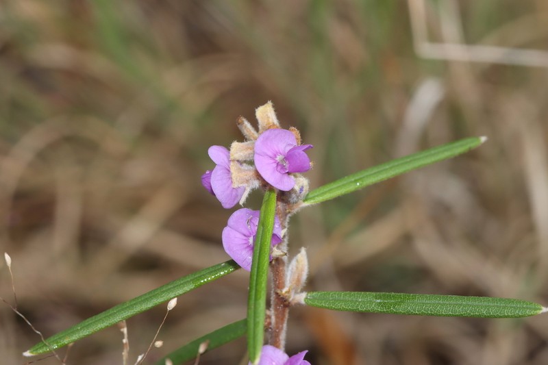 Hovea densivellosa photo 3