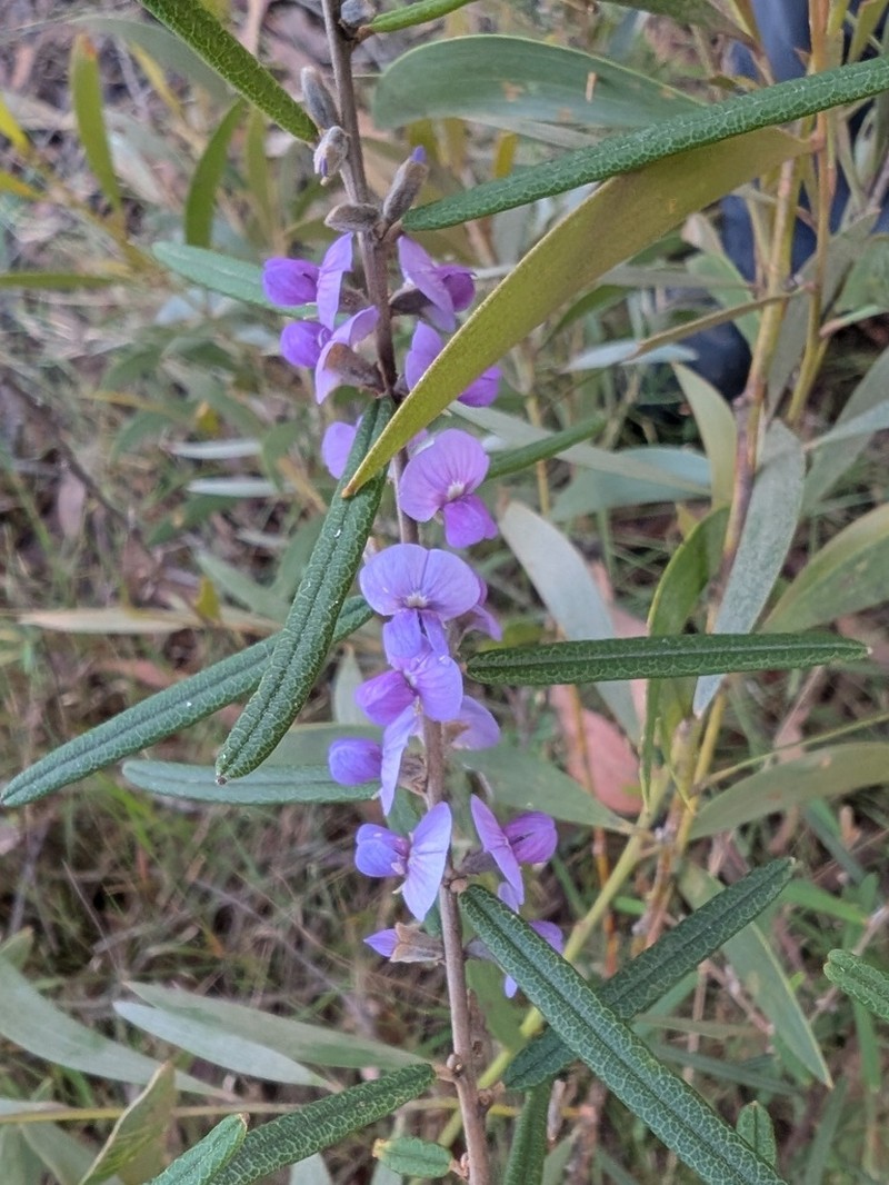Hovea densivellosa photo 4