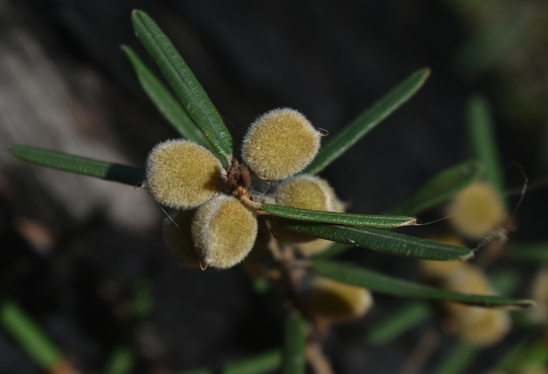 Hovea densivellosa photo 5