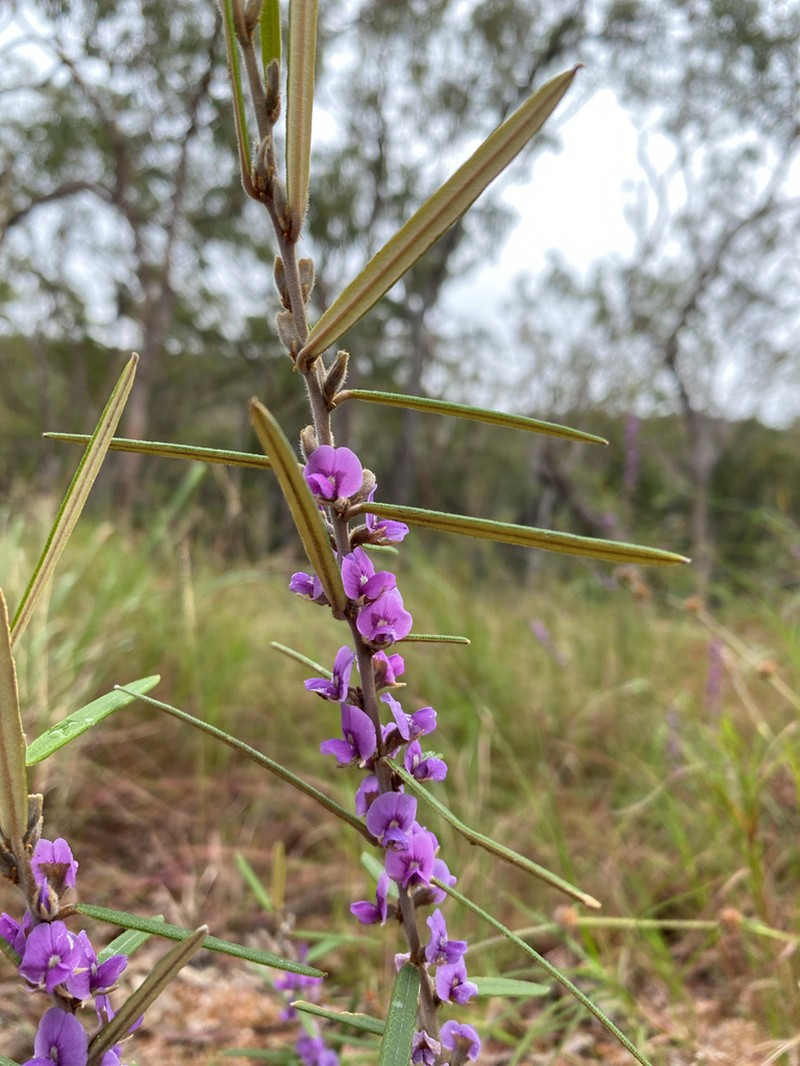 Hovea densivellosa photo 7