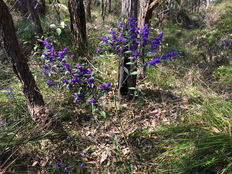 Hovea elliptica