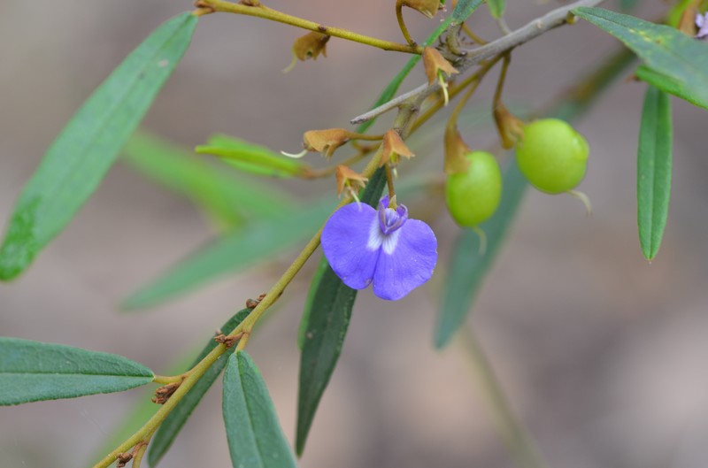 Hovea elliptica photo 2
