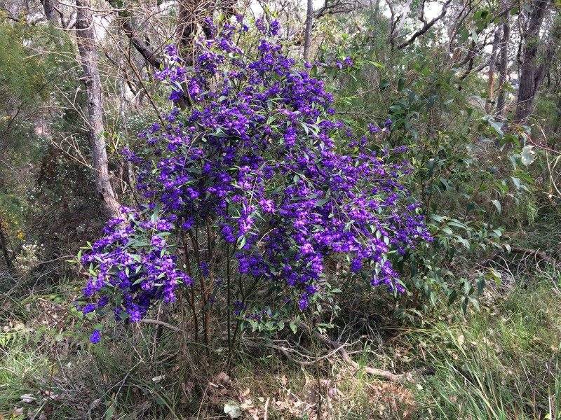 Hovea elliptica photo 3