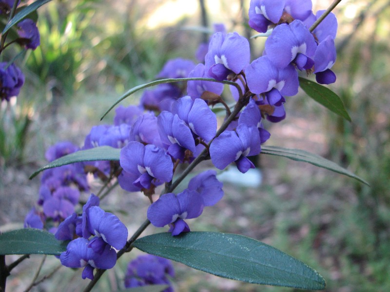 Hovea elliptica photo 4