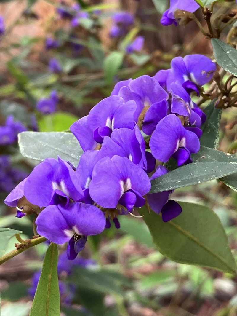 Hovea elliptica photo 5