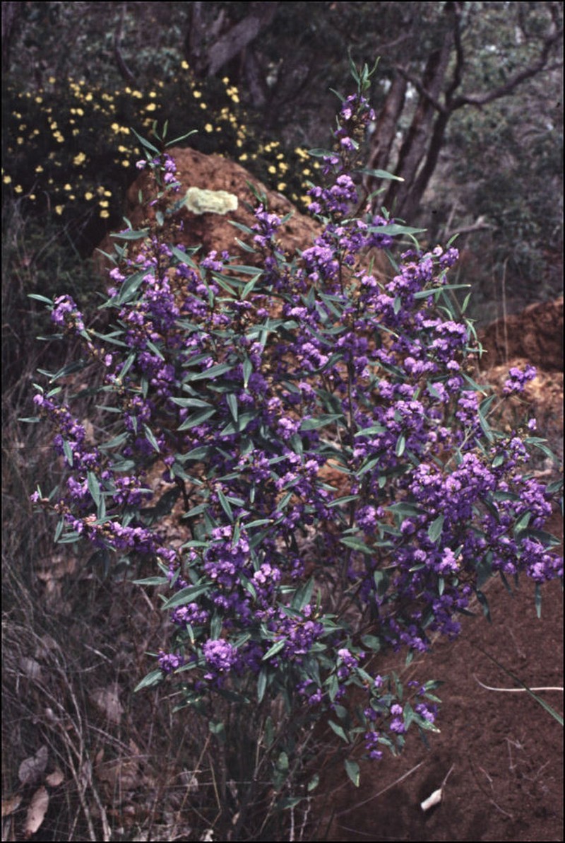 Hovea elliptica photo 6