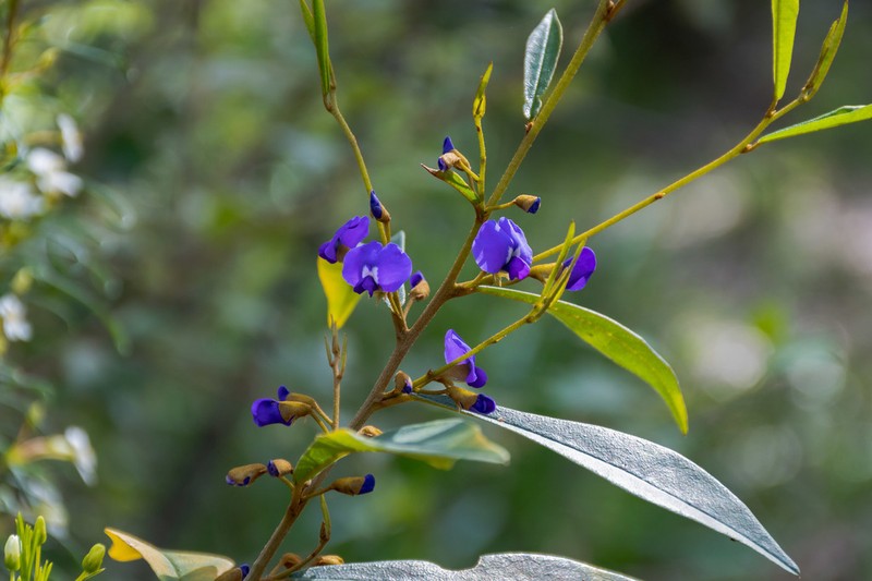 Hovea elliptica photo 7