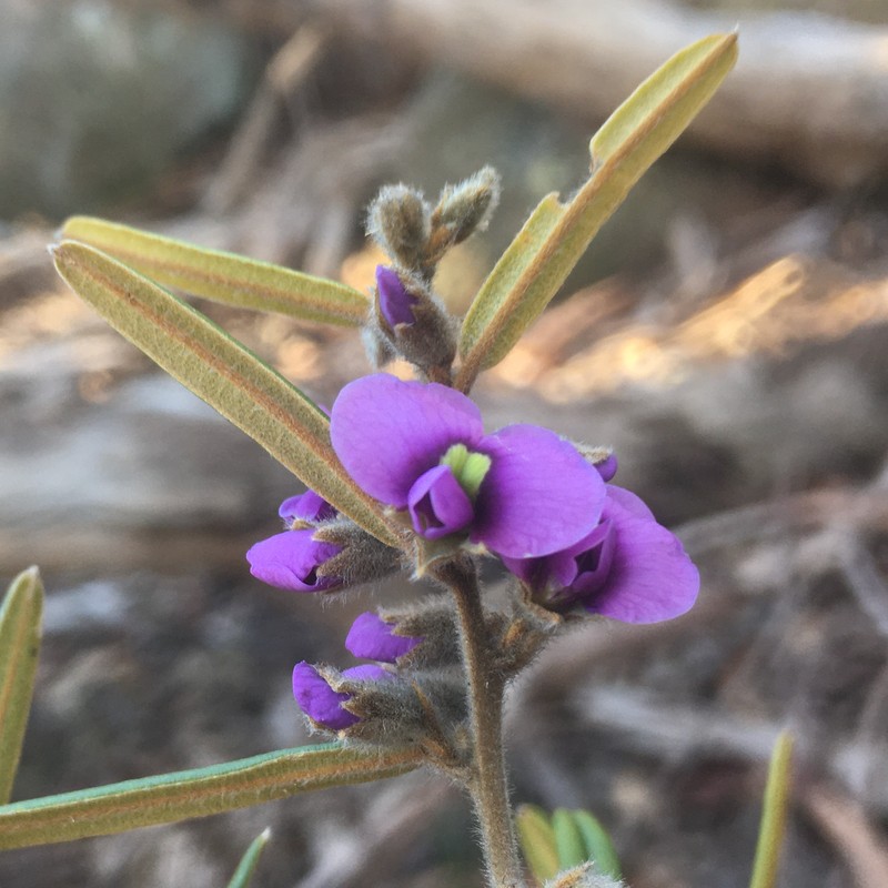Hovea graniticola