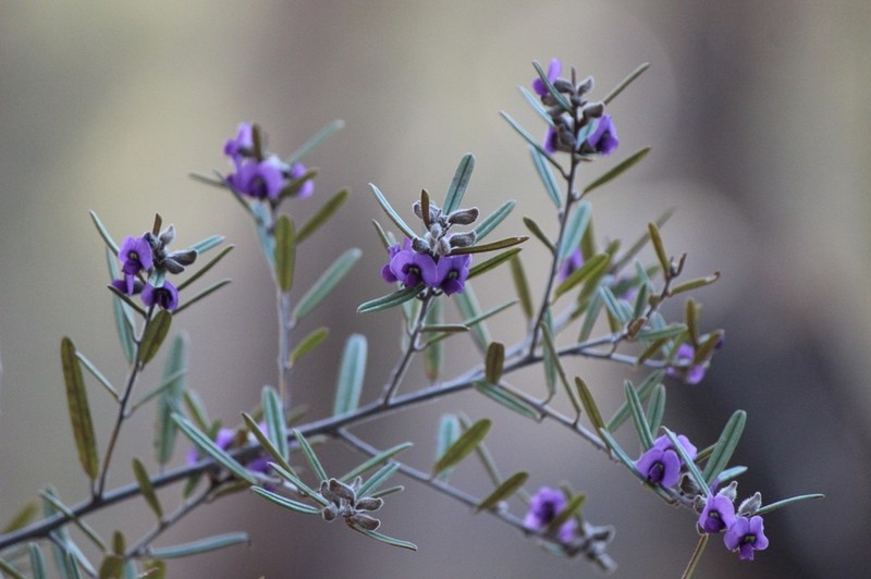 Hovea graniticola photo 2