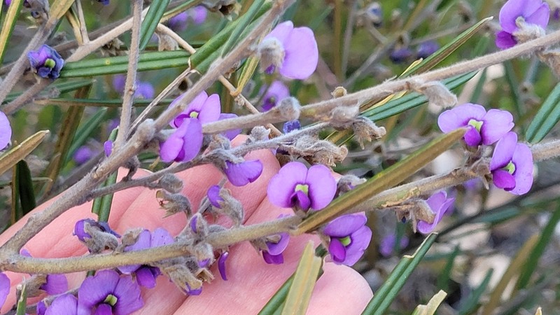 Hovea graniticola photo 3