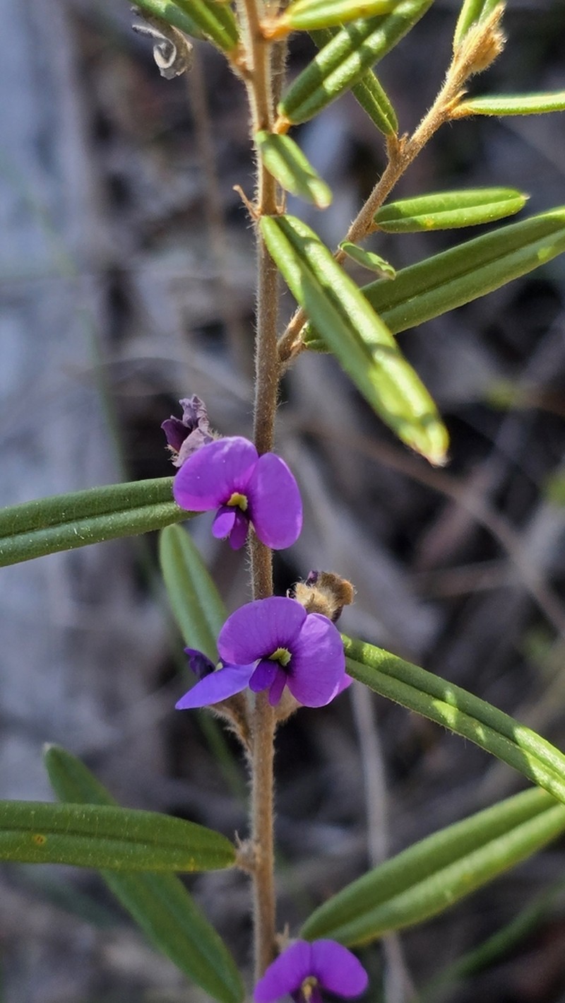 Hovea graniticola photo 4