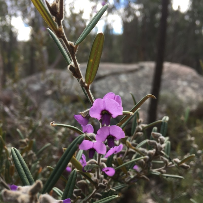 Hovea graniticola photo 5
