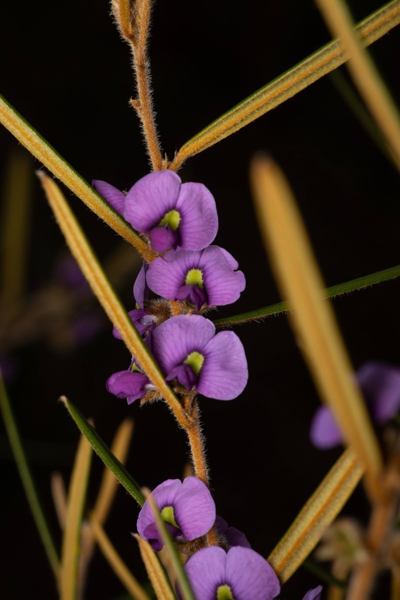 Hovea graniticola photo 6