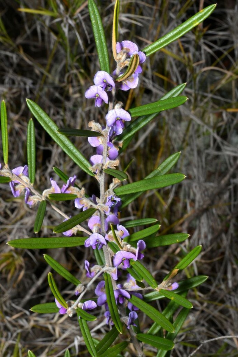 Hovea graniticola photo 7