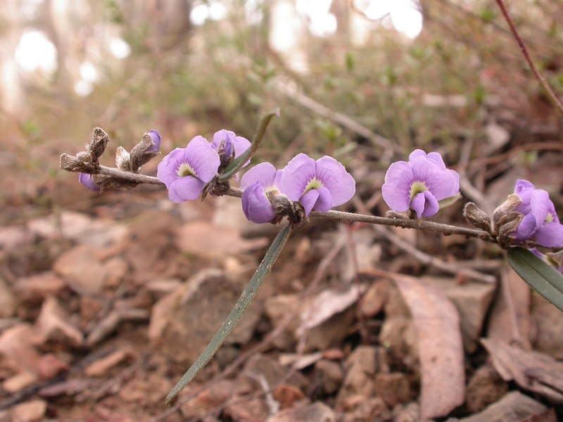 Hovea heterophylla