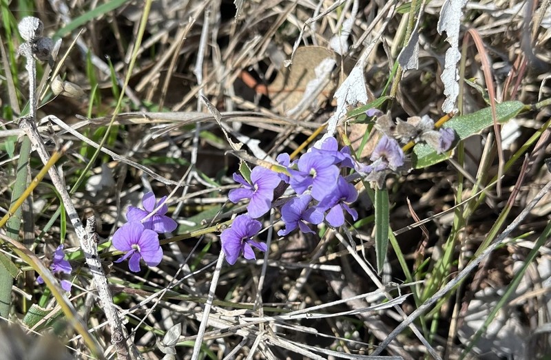 Hovea heterophylla photo 2