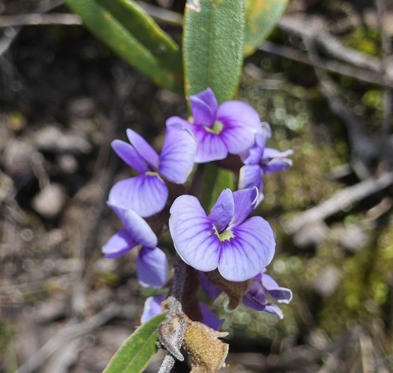 Hovea heterophylla photo 3