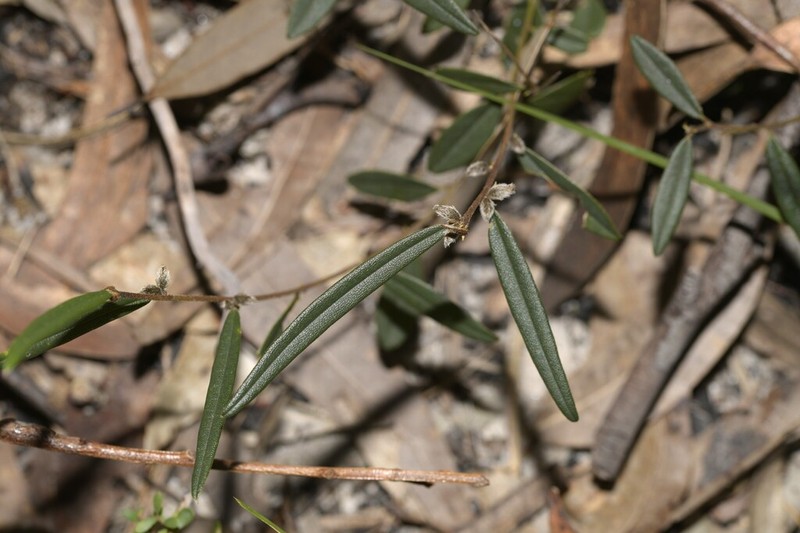 Hovea heterophylla photo 4