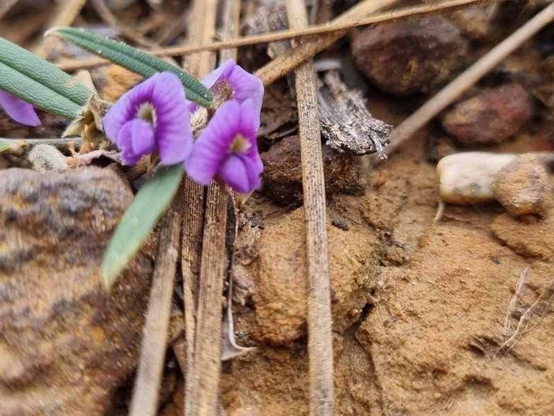 Hovea heterophylla photo 5