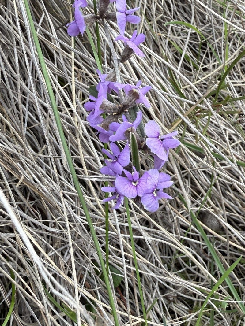 Hovea heterophylla photo 6