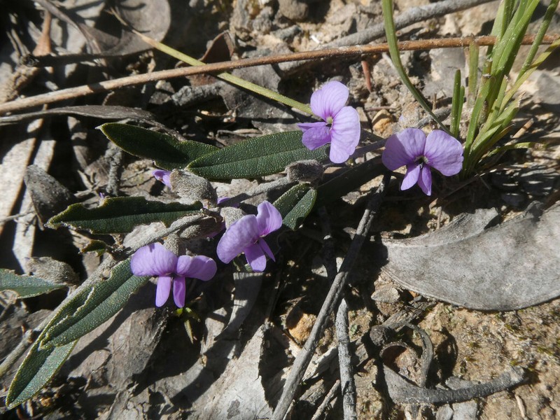 Hovea heterophylla photo 7