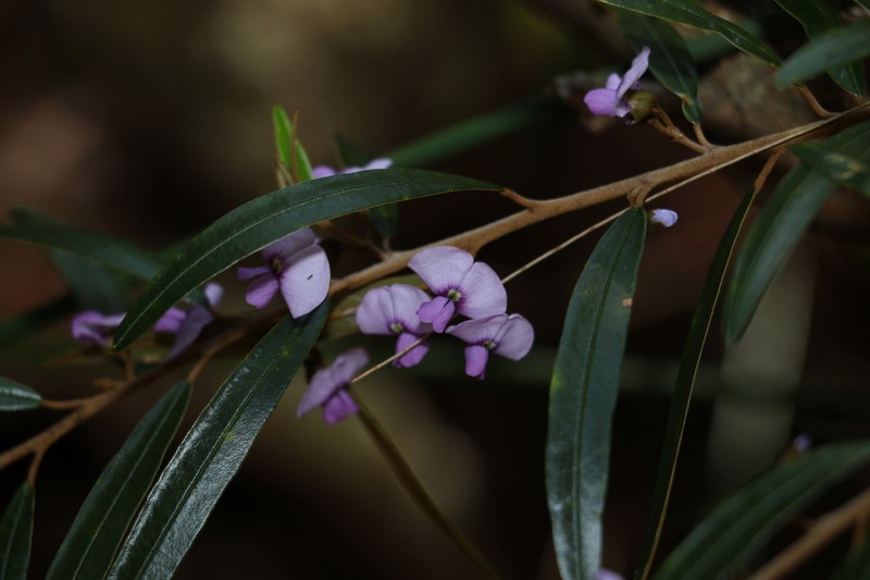 Hovea impressinerva