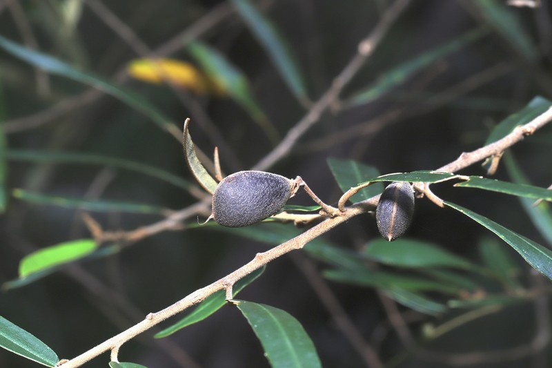 Hovea impressinerva photo 3