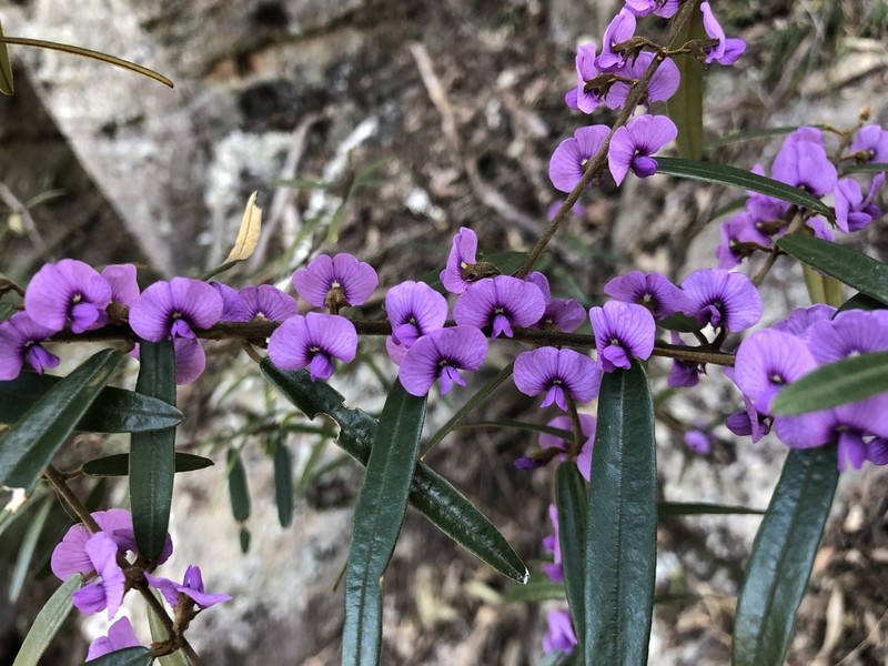 Hovea impressinerva photo 4