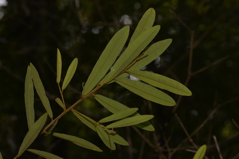 Hovea impressinerva photo 5
