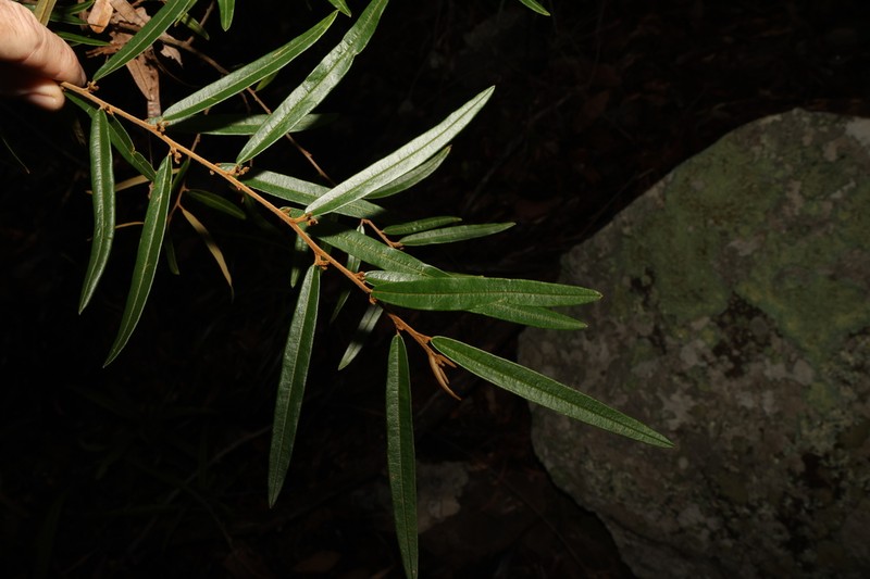Hovea impressinerva photo 6