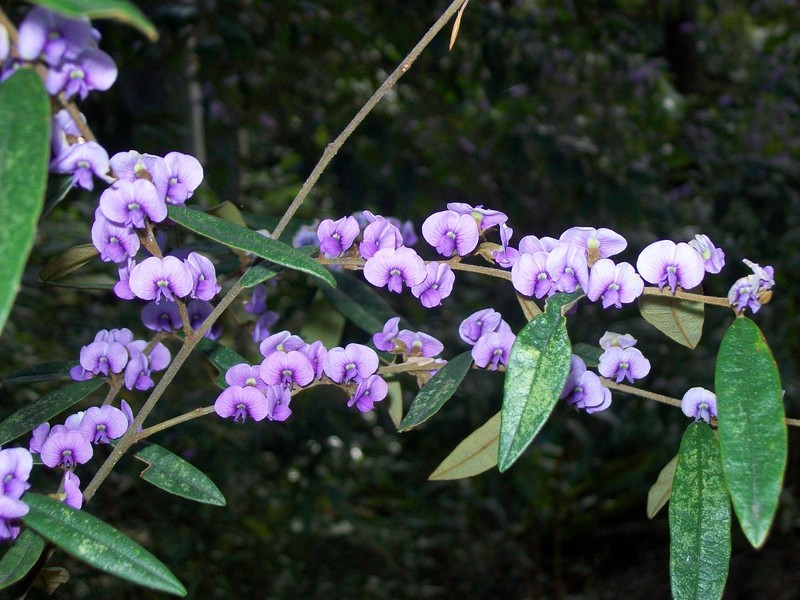 Hovea lanceolata