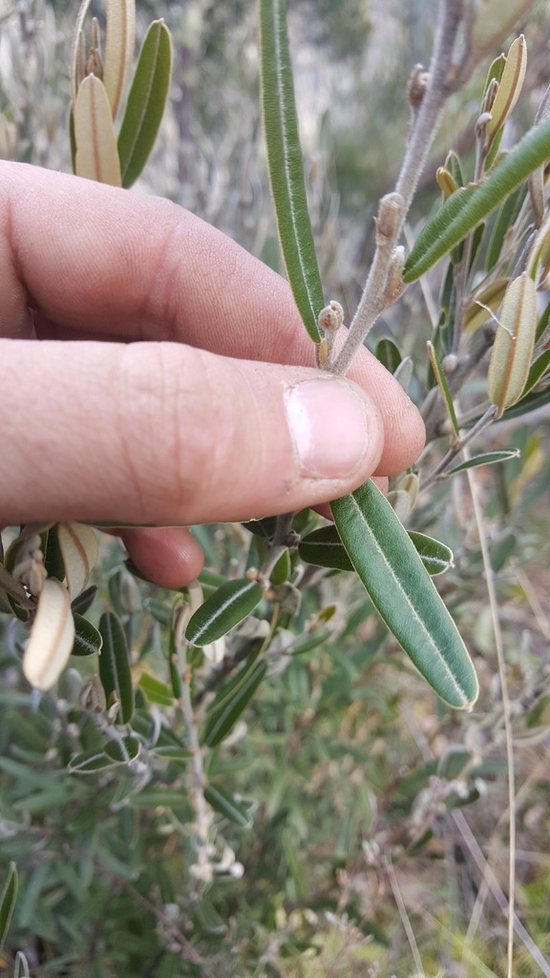 Hovea lanceolata photo 2