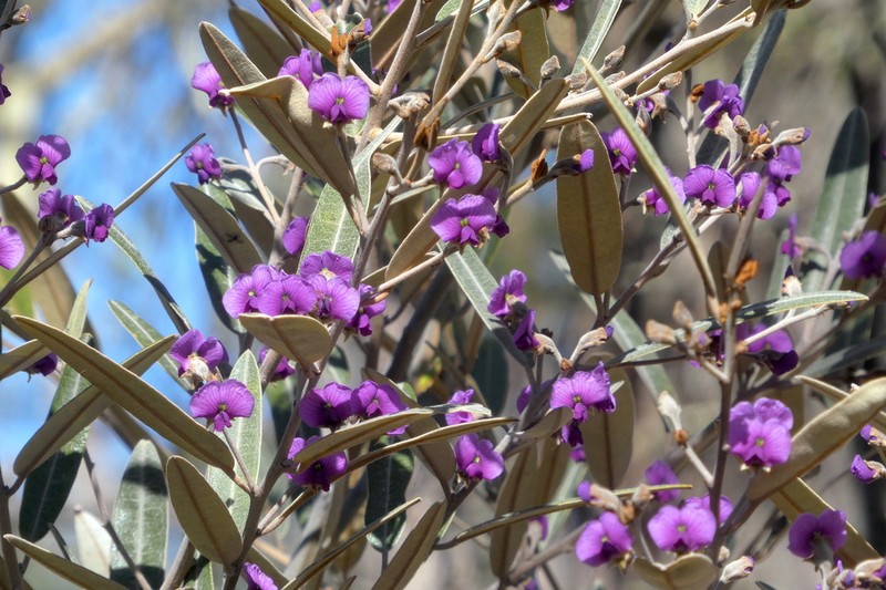 Hovea lanceolata photo 3