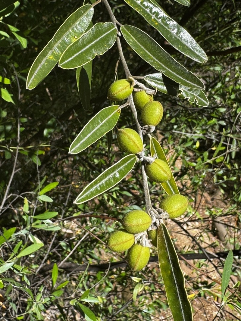 Hovea lanceolata photo 4
