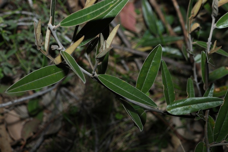 Hovea lanceolata photo 5