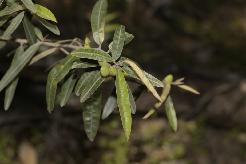 Hovea lanceolata photo 6
