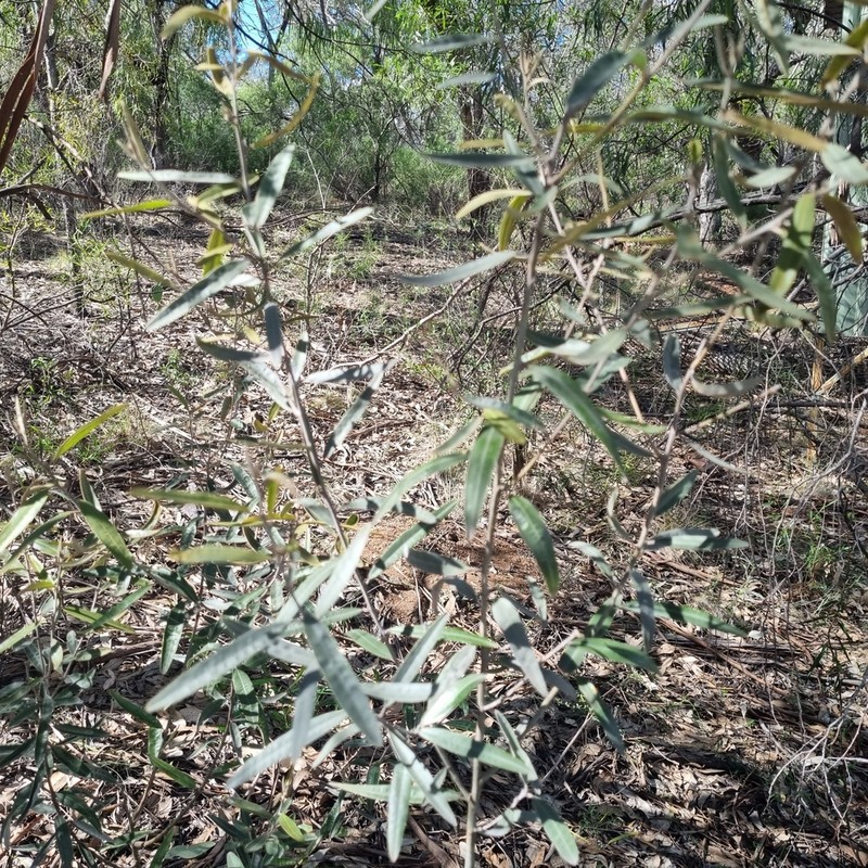 Hovea lanceolata photo 7