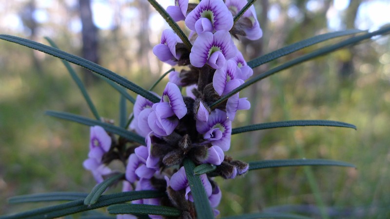 Hovea linearis