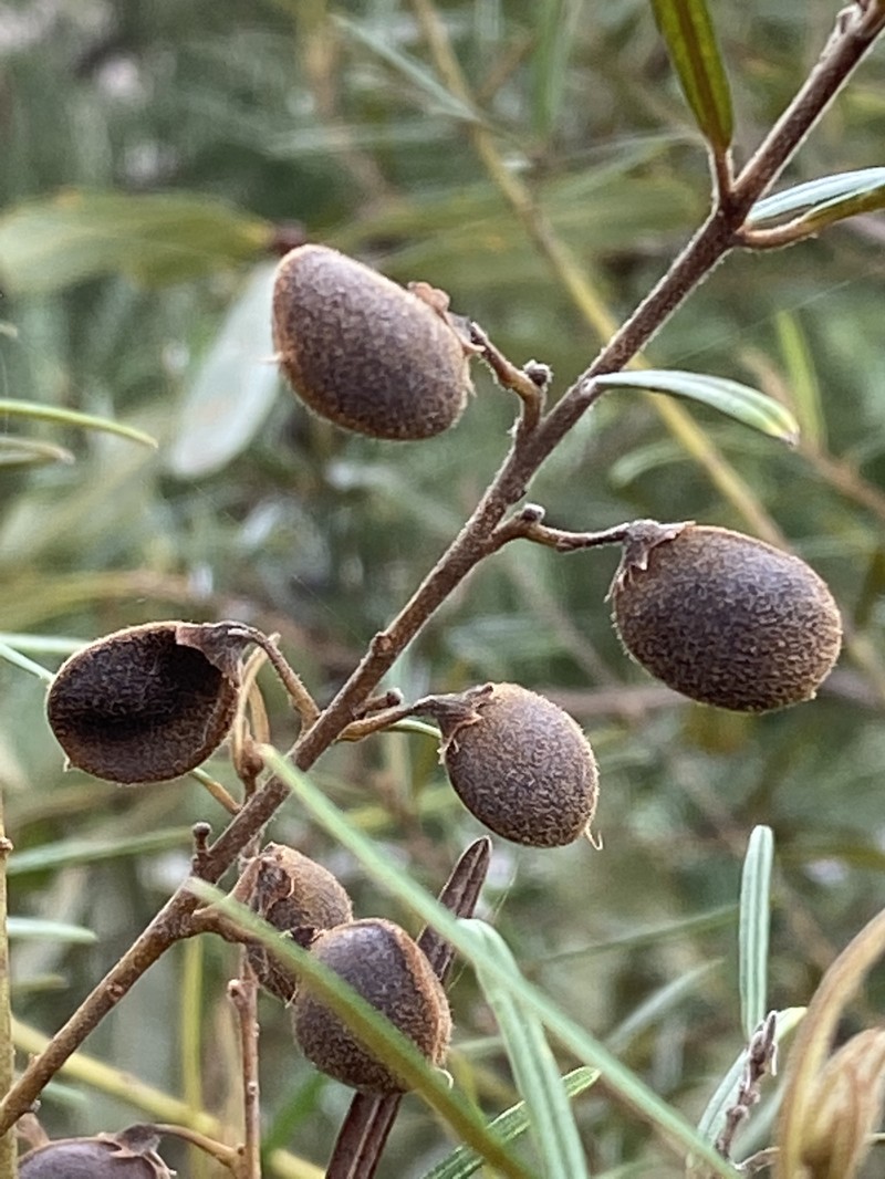Hovea linearis photo 2