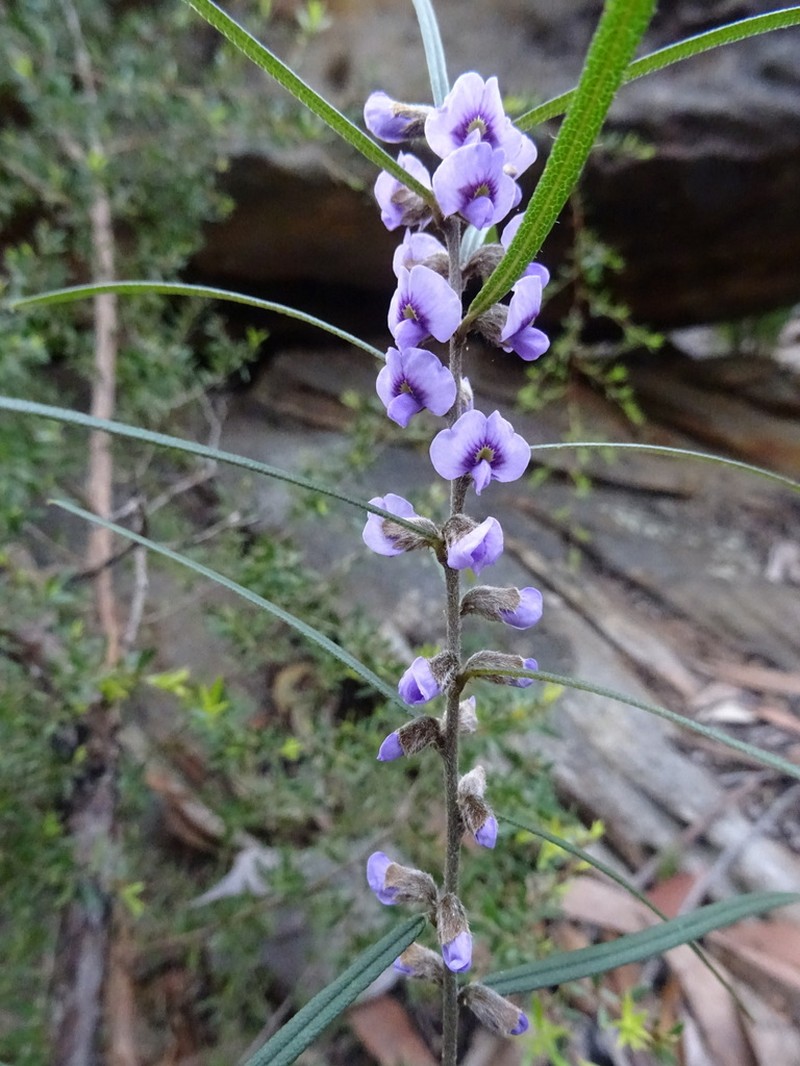 Hovea linearis photo 3