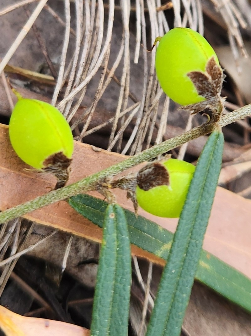 Hovea linearis photo 4