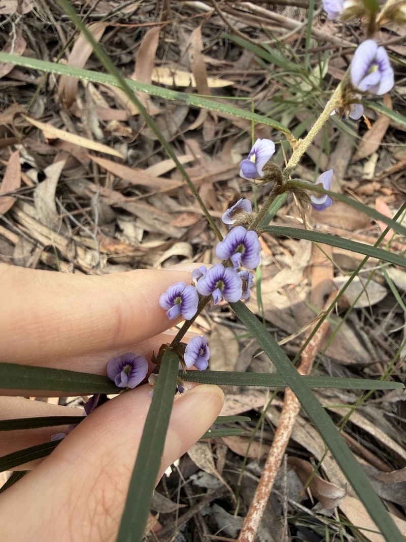 Hovea linearis photo 5