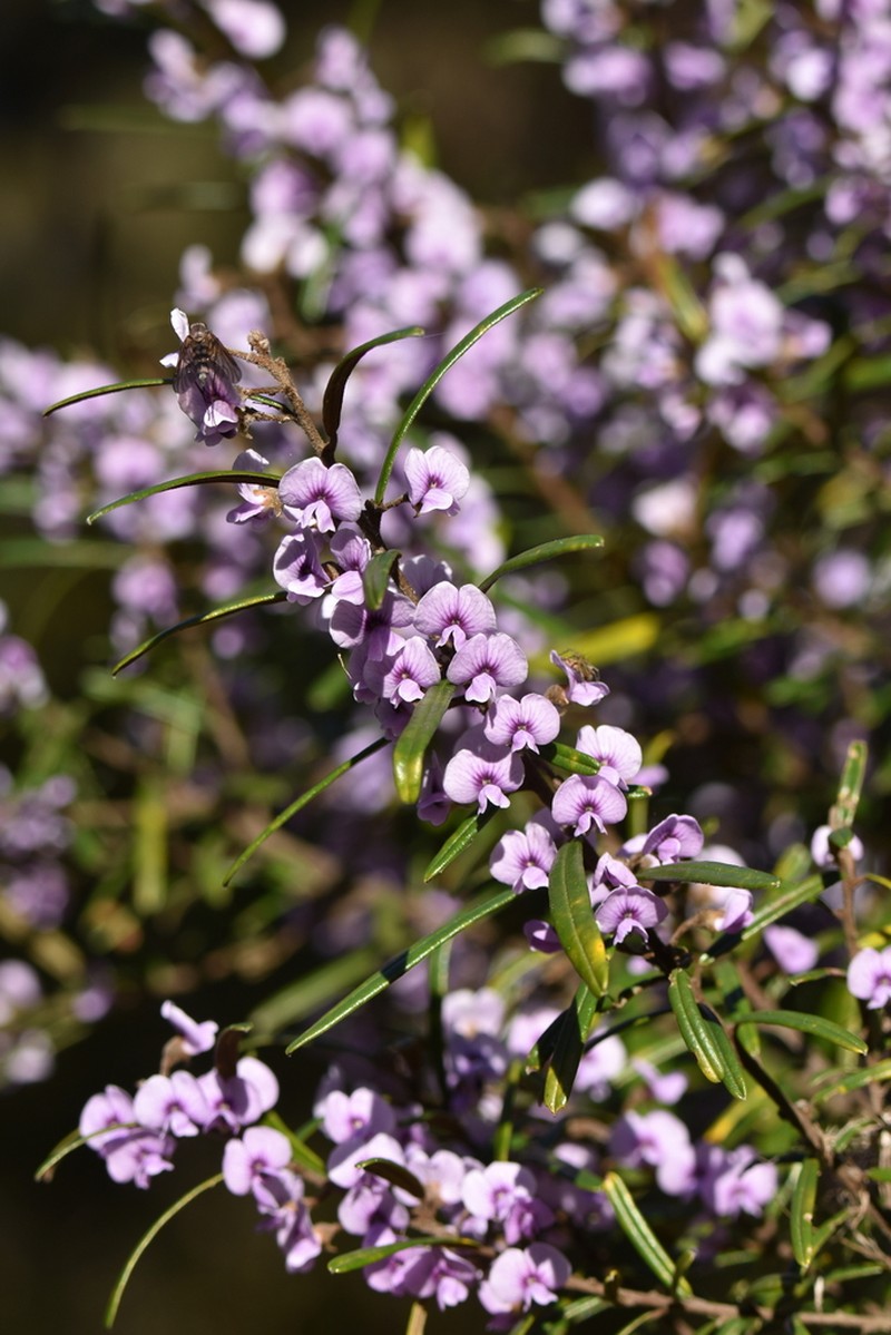 Hovea linearis photo 6