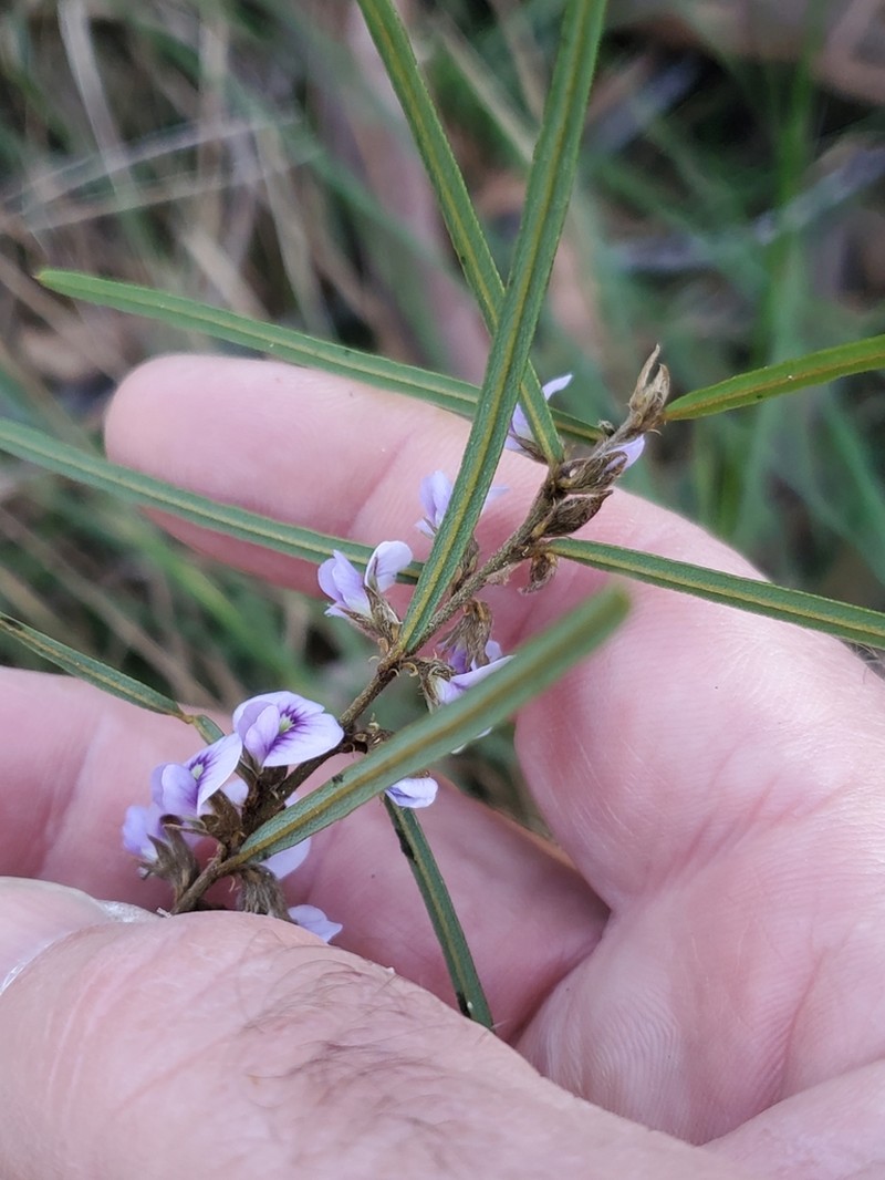 Hovea linearis photo 7