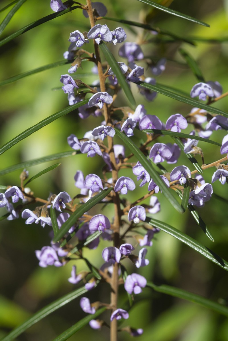 Hovea longifolia photo 2
