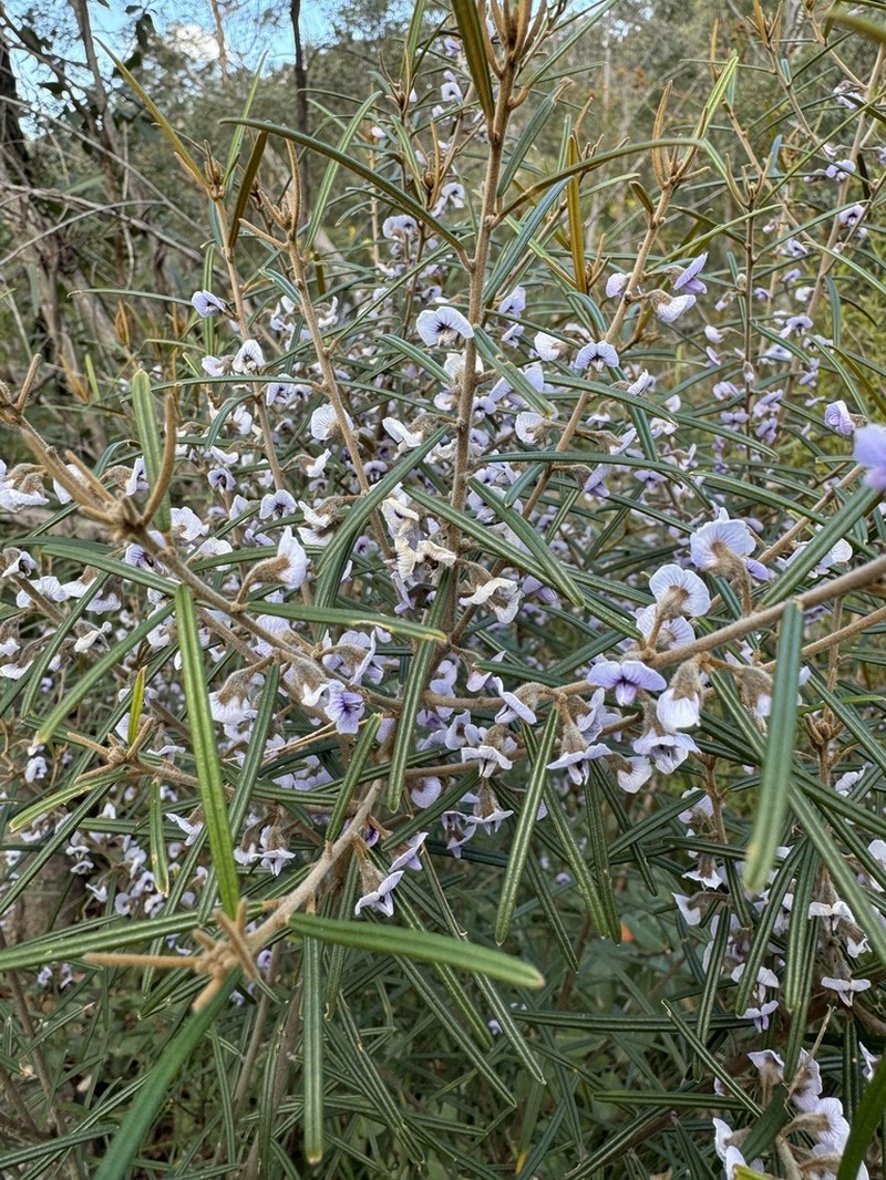 Hovea longifolia photo 3