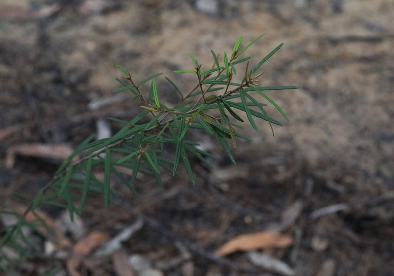 Hovea longifolia photo 4